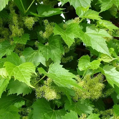 Produktbild von Weinrebe 'Tomek' duftend, fruchtlos, winterhart bis -35 °C, 2L Topf