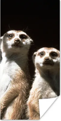 Produktbild von MuchoWow® Poster Schwarz - Erdmännchen - Tiere 75x150 cm - Dekoration für die Wände