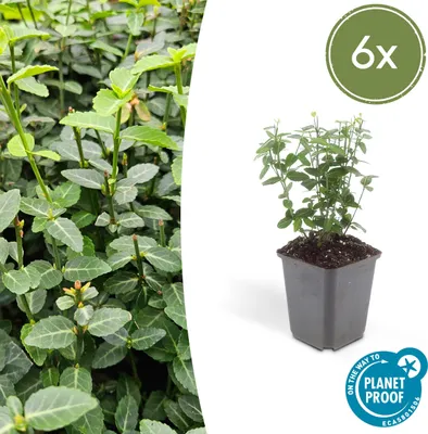 Zdjęcie produktu dla Roslina okrywowa - Euonymus fortunei radicans - doniczka 9 cm - zestaw 6 roslin