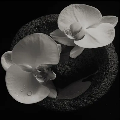 Produktbild von Mike Patton, Jean-Claude Vannier - Leiche Blume Vinyl