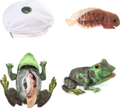 Produktbild von Folkmanis Metamorphose Frosch ()