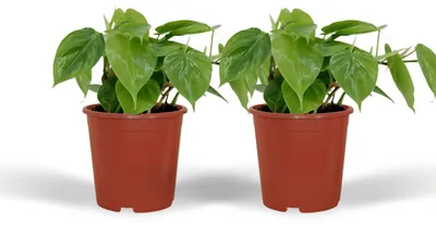 Immagine prodotto di Philodendron Scandens | 2 pezzi - 15cm - Ø12cm - Pianta d'appartamento - Sempreverde - Multideal