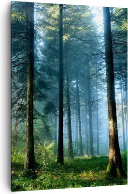 Produktbild von Bild auf Leinwand - Leinwandbild - Einteilig - Wald Dämmerung die Sonne - 70x100cm - Wand Bild - Wanddeko - Wandbilder - Leinwanddruck - Wanddekoration - Leinwand bilder - Wandbild - PA70x100-4398