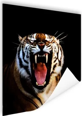 Produktbild von MuchoWow® Poster Tiger - Zähne - Schwarz 50x50 cm - Wohnzimmerdekoration