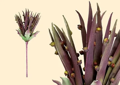 Obrázok produktu pre Gilde dekoratívny kvet aloe vera 42682 Výška 60-80 cm umelý kvet