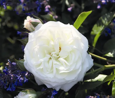 Produktbild von Dehner Rose Beetrose Alabaster®, Züchter Tantau, großblütige und gefüllte weiße Blüten, duftend, 15-30 cm, Topfware
