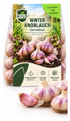 Produktbild von HILD Winterknoblauch Germidour Allium sativum 6 Stück (2 x 3)