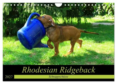 Produktbild von Rhodesian Ridgeback - Schnappschüsse - (Wandkalender 2027 DIN A4 quer), CALVENDO Monatskalender