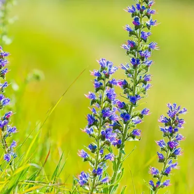 Obrázek produktu pro 6 x zmijovec obecný - Echium vulgare | květináč 9 cm x 9 cm