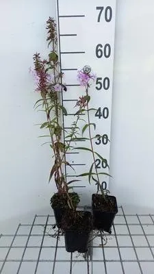 Immagine prodotto di 6 x Phlox (m) 'Rosalind' - Fiore di fiamma - Vaso 9 x 9 cm