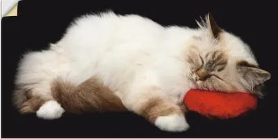 Produktbild von ARTland Wandbild, selbstklebend Müde Katze Größe: 100x50 cm