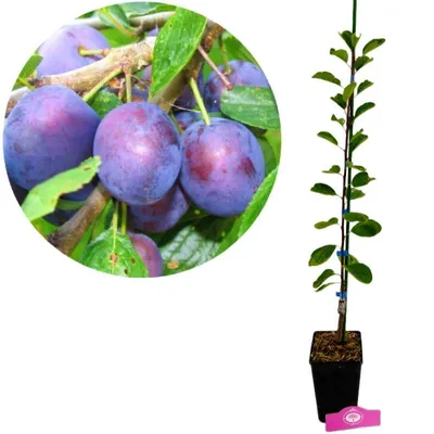 Image de Prunus domestica 'Opal', prunier, pot de 1,5 litre