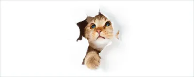 Produktbild von Wallario Poster - Katze mit Blick nach oben, Kunstdruck Größe: 80 x 200 cm