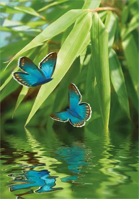 Produktbild von Wallario Poster - Schmetterlinge in Reflektion, Kunstdruck Größe: 70 x 100 cm