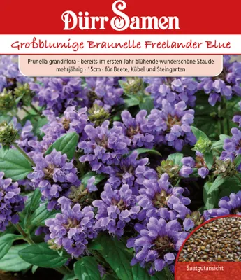 Produktbild von Großblumige Braunelle Freelander Blue | Braunellensamen von Dürr Samen