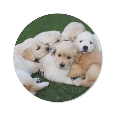 Produktbild von MuchoWow® Mauspad Mousepad Tiere - Welpen - Hunde 50x50 cm - Mousepads - Maus Mat - Pad - Mausunterlage - Vinyl