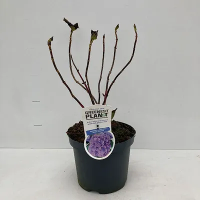 Produktbild von Hydrangea macr. ‘Renate Steiniger’  - Hortensie | 20-25 cm im Topf