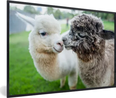 Produktbild von MuchoWow® MuchoWow® Gerahmtes Poster Alpakas - Tiere - Wolle 90x60 cm - Poster mit zchwarzem Bilderrahmen - Fotorahmen - Foto-Plakat
