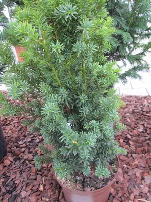 Produktbild von Taxus cuspidata Nana - japanische Zwergeibe - 20-25