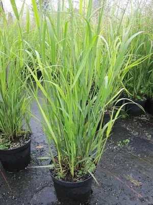 Produktbild von Panicum virgatum Strictum - Rutenhirse Strictum