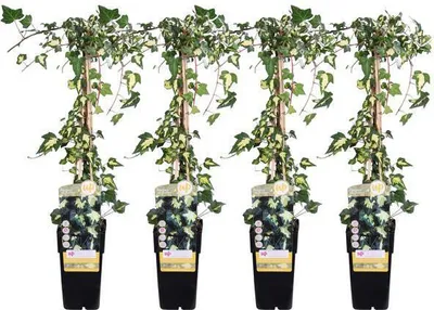 Produktbild von Gold-Efeu Hedera helix 'Goldheart' 4 Pflanzen Ø15cm 65cm hoch Winterharte Deko