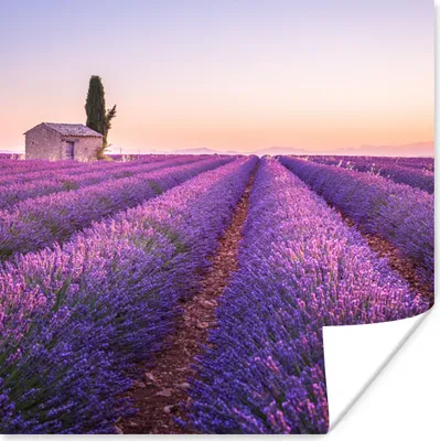 Produktbild von MuchoWow® Poster Lavendel - Sonnenuntergang - Lila - Blumen 50x50 cm - Wohnzimmerdekoration
