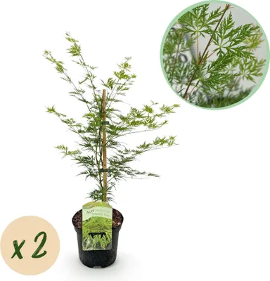 Produktbild von Japanischer Ahorn Acer palmatum 'Emerald Lace' 2 Pflanzen je 70cm hoch Topf