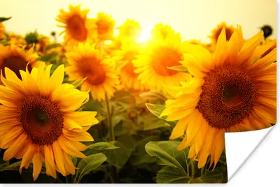 Produktbild von MuchoWow® Poster Sonnenblume - Gelb - Blumen - Sonne 120x80 cm - Bilder