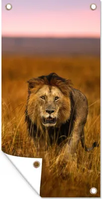 Produktbild von MuchoWow® 80x160 cm Outdoor-Poster Gartendeko Sichtschutz Garten Poster für den Garten  Löwe - Savanne - Gras