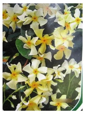 Produktbild von Trachelospermum asiaticum Mandanianum - asiatischer Sternjasmin - 60-100 cm