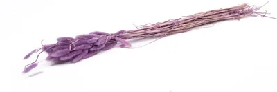 Produktbild von INNA-Glas Getrocknetes Lagurus Gras BORKA, Bund, lila, 55-75cm