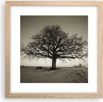 Produktbild von Gerahmtes Poster - Rahmen in heller Eiche - Baum Schnee Sepia - 30x30 cm - Wand Bild - Wanddeko - Wandbilder - Wandposter - Bilderrahmen - Bilder - Kunstdruck - Wandbild - P2NAC30x30-4161