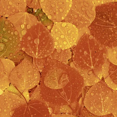 Produktbild von 20 Servietten Rainy Leaves - Regentropfen auf Herbstblätter 33x33cm