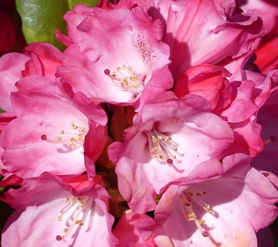 Produktbild von Rhododendron yakushimanum 'Morgenrot' Japanische Azalee 25 - 30 cm
