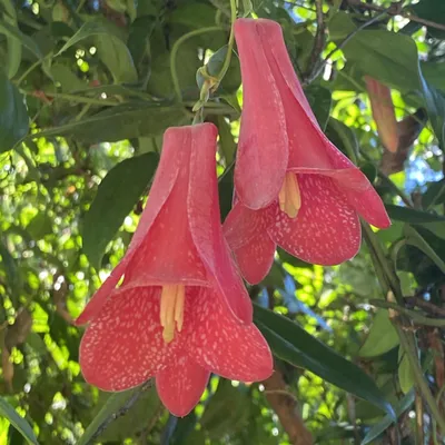 Zdjęcie produktu dla Lapageria różowa (Lapageria rosea)  – 5 nasion
