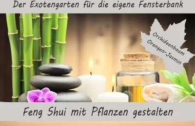 Produktbild von Anzuchtset Feng Shui mit Pflanzen gestalten | Anzuchtsets von Saflax