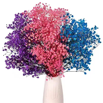 Image de Schleierkraut séché, rose, violet, bleu, 3 couleurs, gypsophile séché, fleurs naturelles, 42 cm