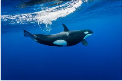 Produktbild von MuchoWow® Poster Orca im klaren Wasser 120x80 cm - Bilder