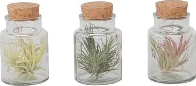 Produktbild von Tillandsien in Glasflaschen - 3 Stk - Tillandsia - Höhe 5-15cm - ⌀5cm