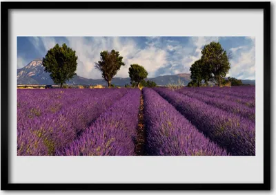 Produktbild von Bild 100x70 MDF-Rahmen Wandkunst Baum Wiese Natur