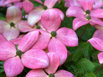 Immagine prodotto di Cornus kousa 'Satomi' ('new red/rosabella') - Japanischer Blumenhartriegel 30- 40 cm Contenitore
