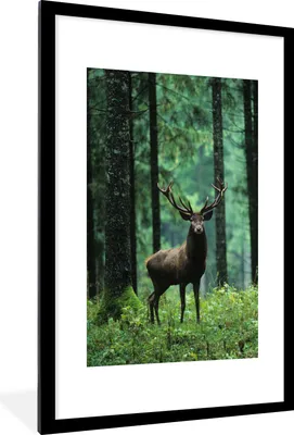 Produktbild von MuchoWow® Gerahmtes Poster Hirsche - Wald - Bäume - Tiere - Natur 60x90 cm - Poster mit Schwarzem Bilderrahmen Wandposter Rahmen Foto Bilder - Dekoration - Wandposter Wohnzimmer - Hochwertig