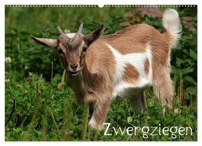 Produktbild von Zwergziegen (Wandkalender 2027 DIN A2 quer), CALVENDO Monatskalender