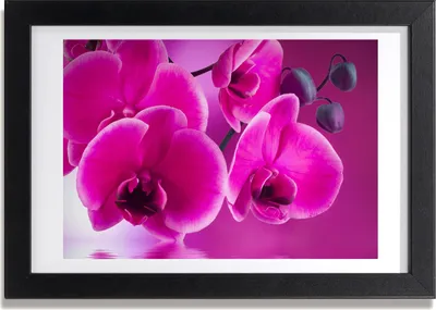 Produktbild von Bild 30x20 MDF-Rahmen, Wandkunst Orchidee