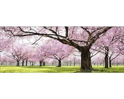 Produktbild von Glasbild Colourful Trees 80x30 cm