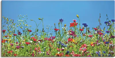 Produktbild von ARTland Leinwandbild Blumenwiese II Größe: 60x30 cm