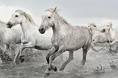Immagine prodotto di Cavalli - Cavallo bianco - stampa poster animali - formato 91,5x61 cm