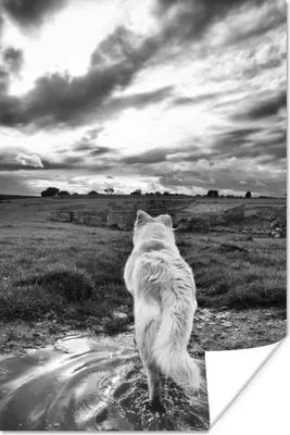 Produktbild von MuchoWow® Poster Wolf mit Blick auf die Landschaft in Schwarz und Weiß 20x30 cm - Papierdruck