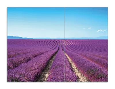 Produktbild von Wallario Herdabdeckplatte aus Glas, Größe 70 x 52 cm 2-teilig, Motiv Lavendelfeld unter blauem Himmel