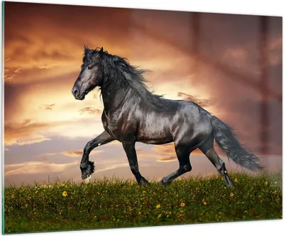 Produktbild von Bilder auf glas - Pferd Tier Wiese - 100x70cm - Glasbilder - Wandbilder - Kunstdruck - zum Aufhängen bereit - Wanddekoration aus Glas - Glas Bilder - Wandbild auf Glas - Einteilig - GAA100x70-2608